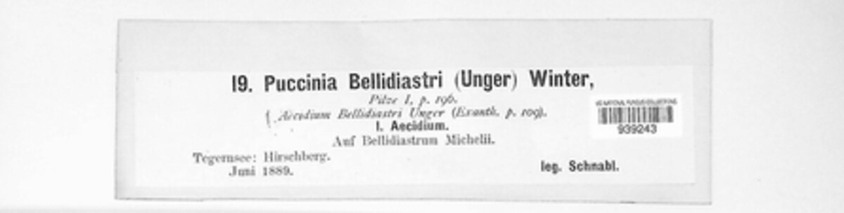 Puccinia bellidiastri image